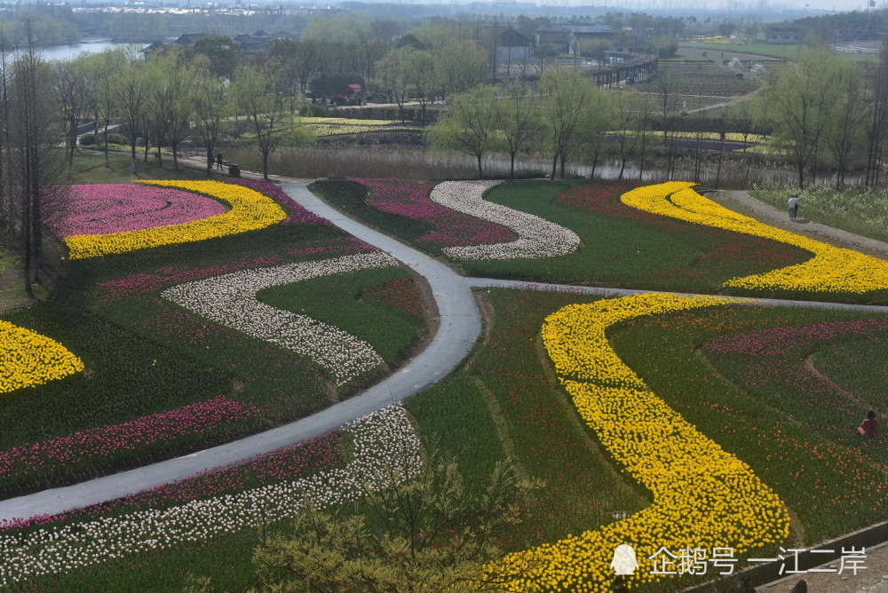 绍兴市上虞区海上花田免费开放中