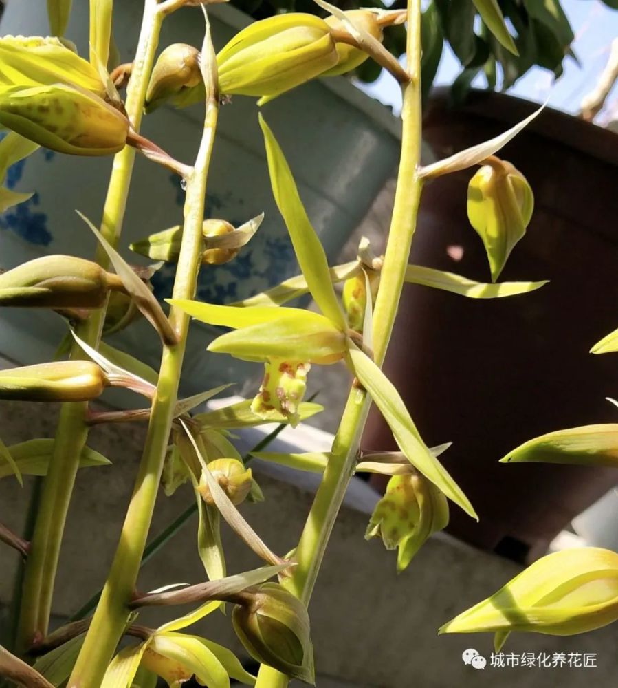 蕙兰,大花蕙兰,兰花
