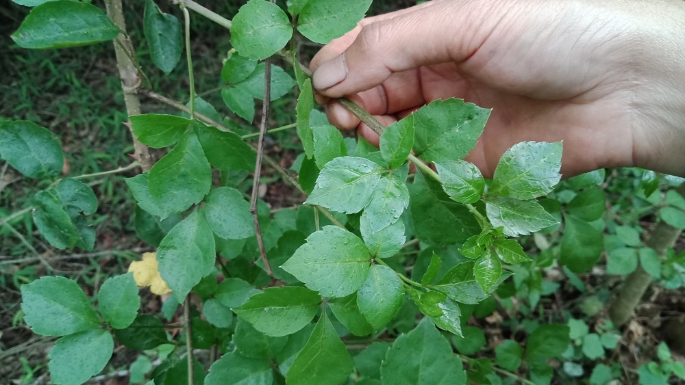 这种浑身带刺的野菜,能卖十至二十块钱一斤,有什么特别之处?