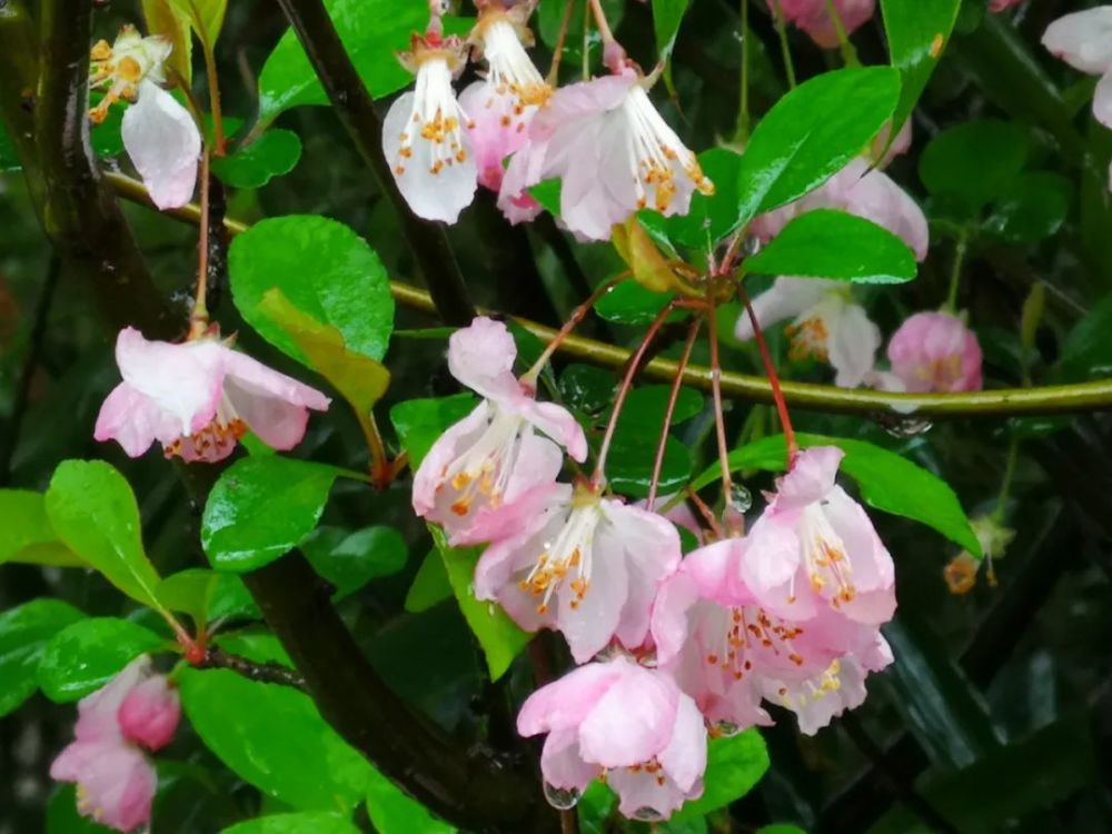 垂丝海棠花如其名, 花朵弯曲下垂, 花朵随春风轻颤, 花丝跟随摇曳