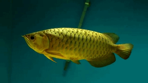 壁纸 动物 鱼 鱼类 480_270 gif 动态图 动图