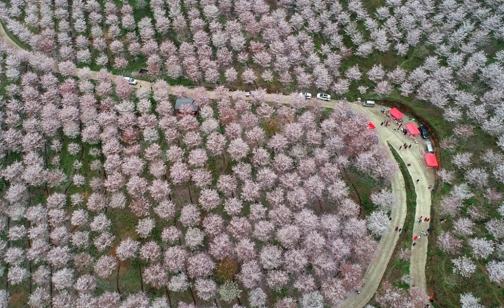 贵州安顺:航拍樱花园美景,花海如云似雪