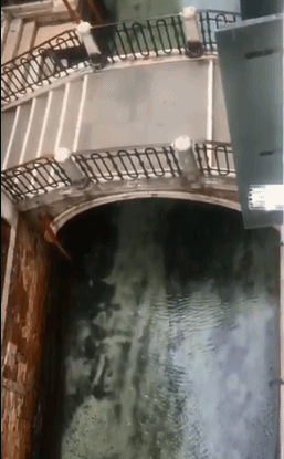 人类隔离才几天，河水清了，空气好了，动物回来了