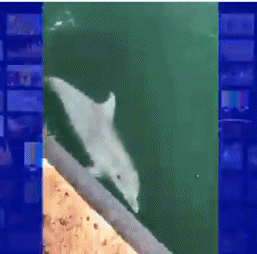 人类隔离才几天，河水清了，空气好了，动物回来了