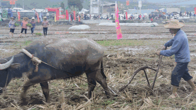 摄影:paul souders, corbis 春分·习俗 犒赏耕牛 春耕,春播等农活也