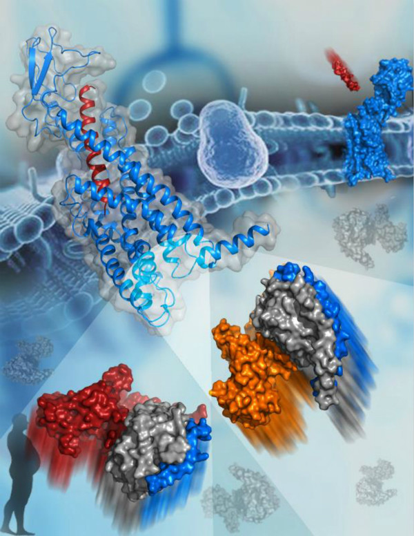 上海科学家领衔解析胰高血糖素受体结构,将推动偏向性