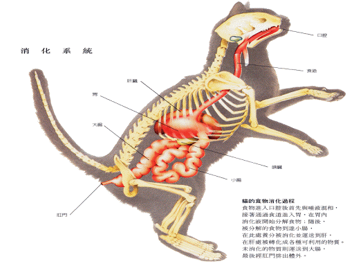 猫为什么爱吃鱼和老鼠才不是因为好吃