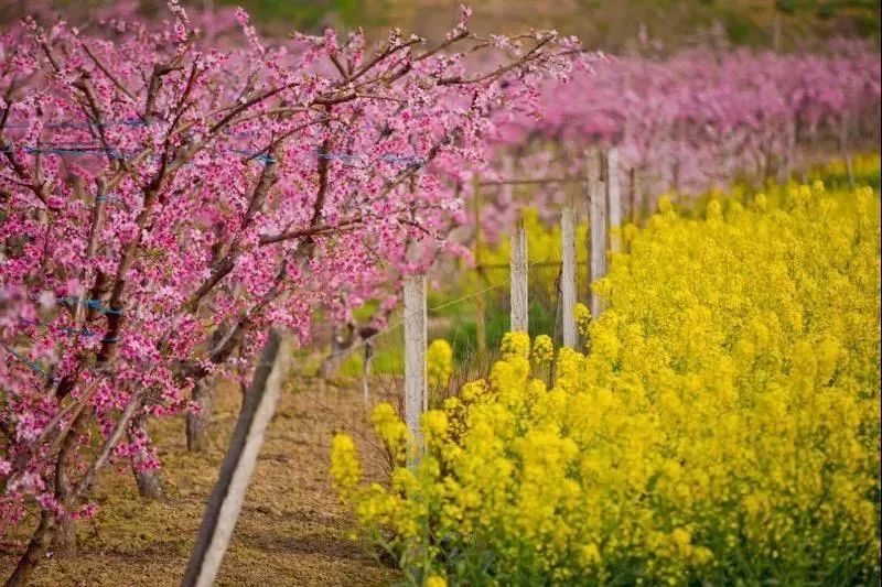 在水蜜桃成熟之前,漫山遍野的桃花,成了春天里绝美的风景线
