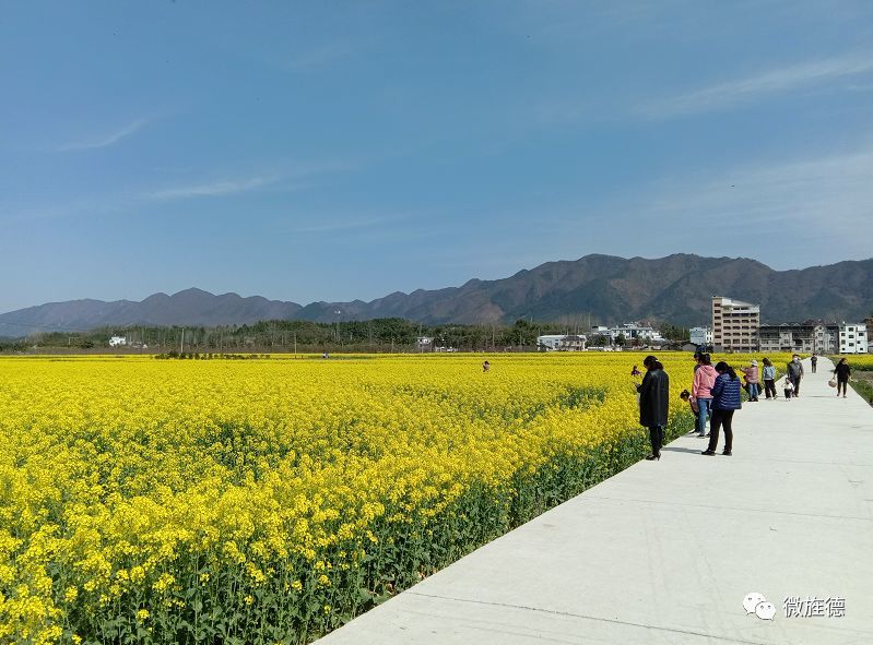 油菜花,三溪镇,宣城,西村