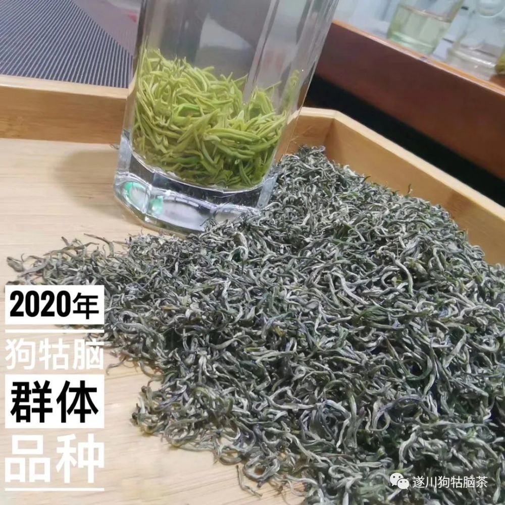 遂川狗牯脑茶-泡茶四要素