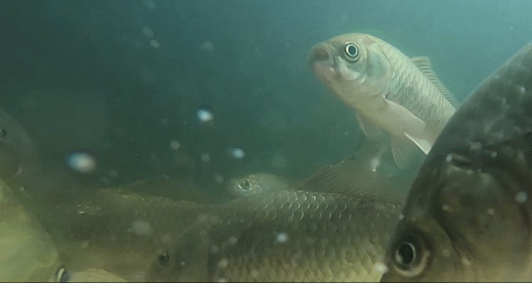在春季钓鲫鱼,做到六个放弃,大鲫鱼都是你的!