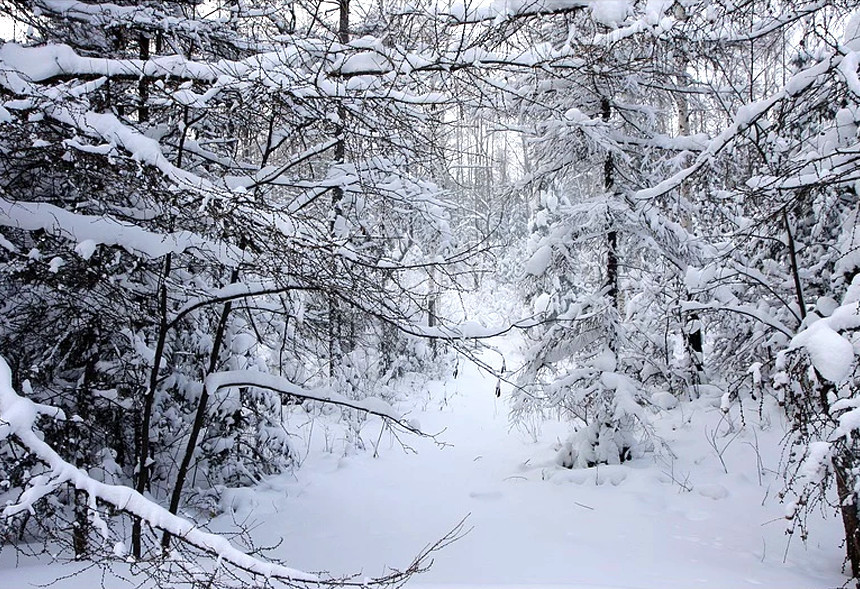 北国风光万里雪飘,走进小兴安岭之巅——乌伊岭