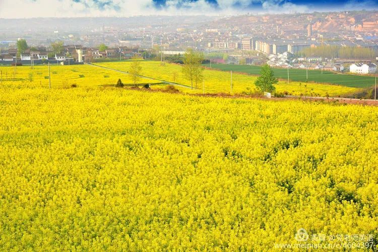 我在武功古城,油菜花海等你