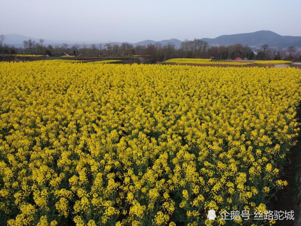 汉中市西乡县堰口镇油菜花开美如画