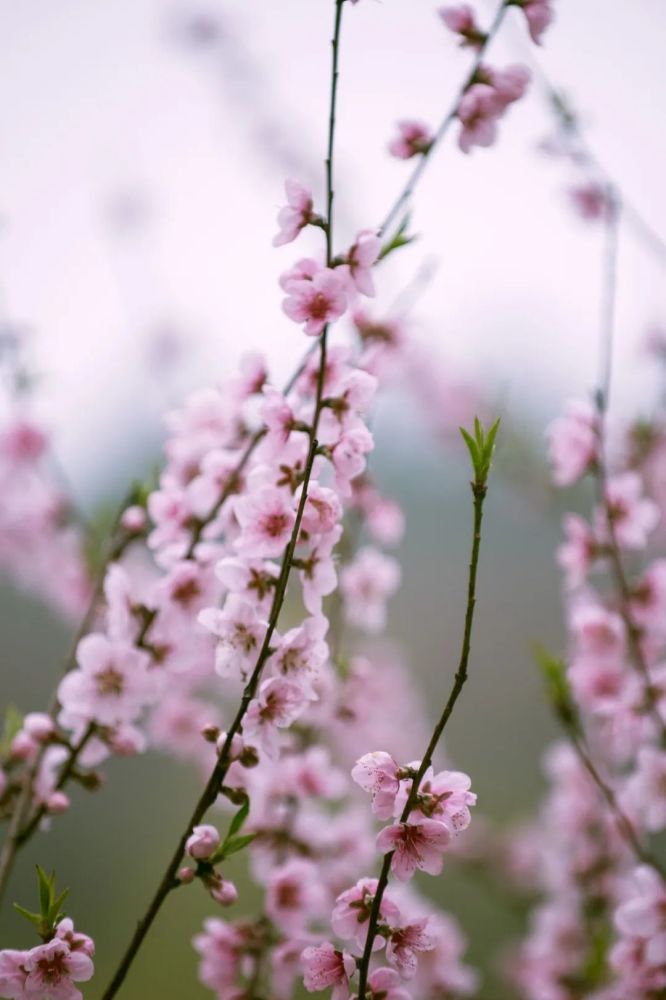 梨花白,桃花红