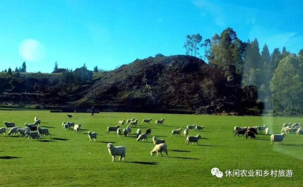 旅居新西兰4年,去过的牧场都几十年不衰,学它什么?