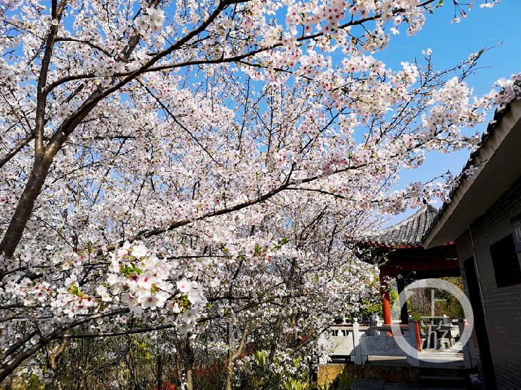 朝云公园,樱花,巫山,旅游景区,乡村旅游