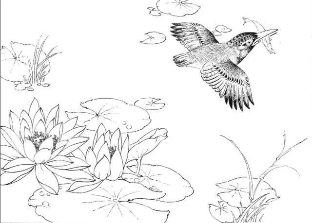 一组白描花鸟画稿