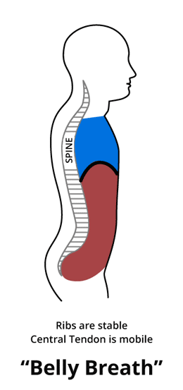 什么是腹式呼吸?腹式呼吸有哪些好处?如何练习腹式呼吸?这篇就够