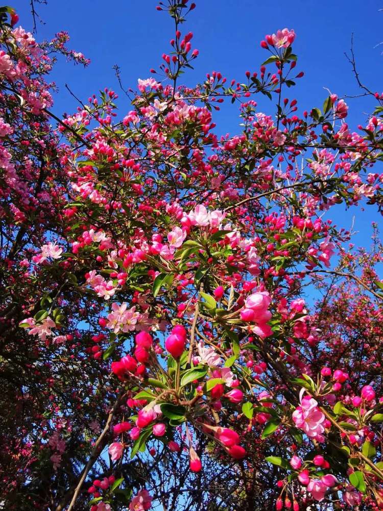 花开正艳,春天带你去看最美的海棠花