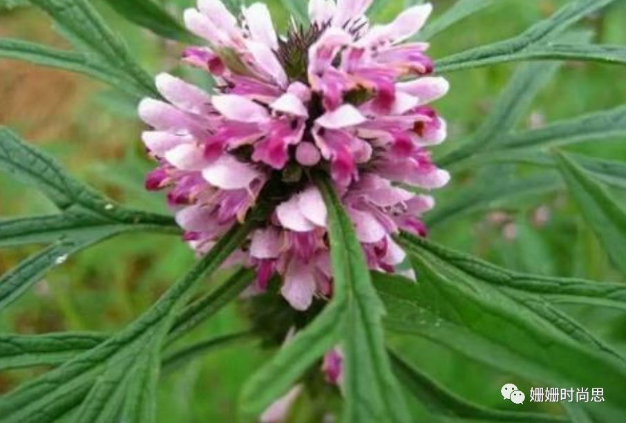 阴道炎反复,农村地里一种草药,老百姓都吃起的消炎药