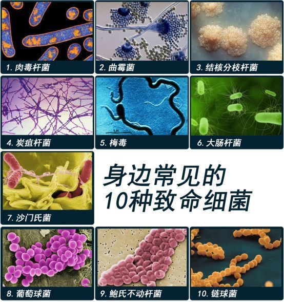 比如:你身边常见的10种致命细菌>>>>>>