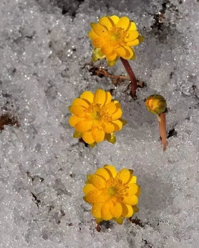 春分春城盼春归,给你讲一个冰凌花的故事