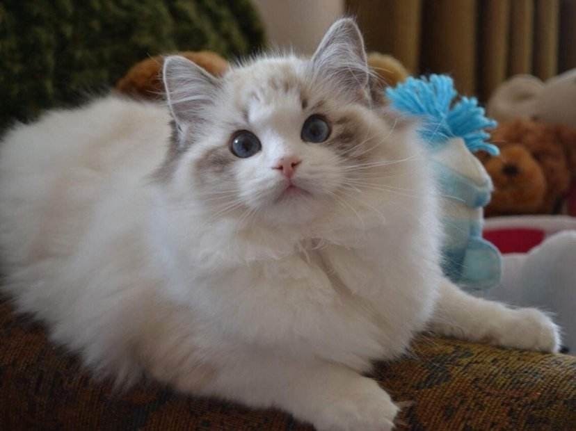 布偶猫,猫咪,猫坚强