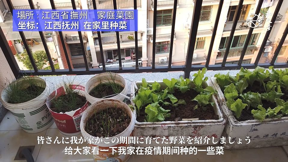 坐标:江西抚州 在家里种菜