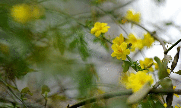 今日春分峡江湿地公园景色怡人各花齐放无限春光倾泻而出