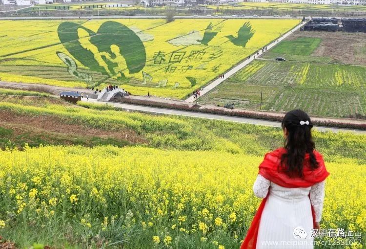 汉中,洋县,洋州,油菜花,油菜花海,梨园