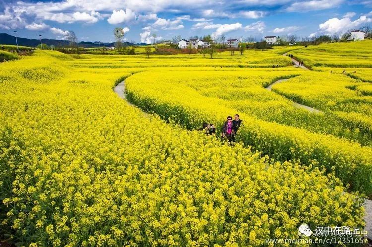 汉中,洋县,洋州,油菜花,油菜花海,梨园