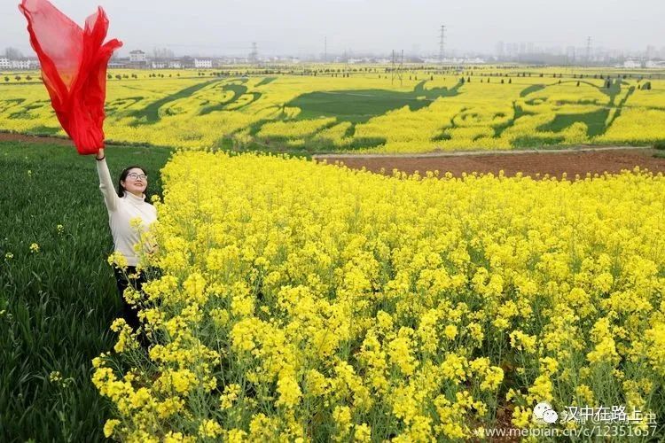 汉中,洋县,洋州,油菜花,油菜花海,梨园