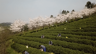 余庆二龙茶山樱花开了!