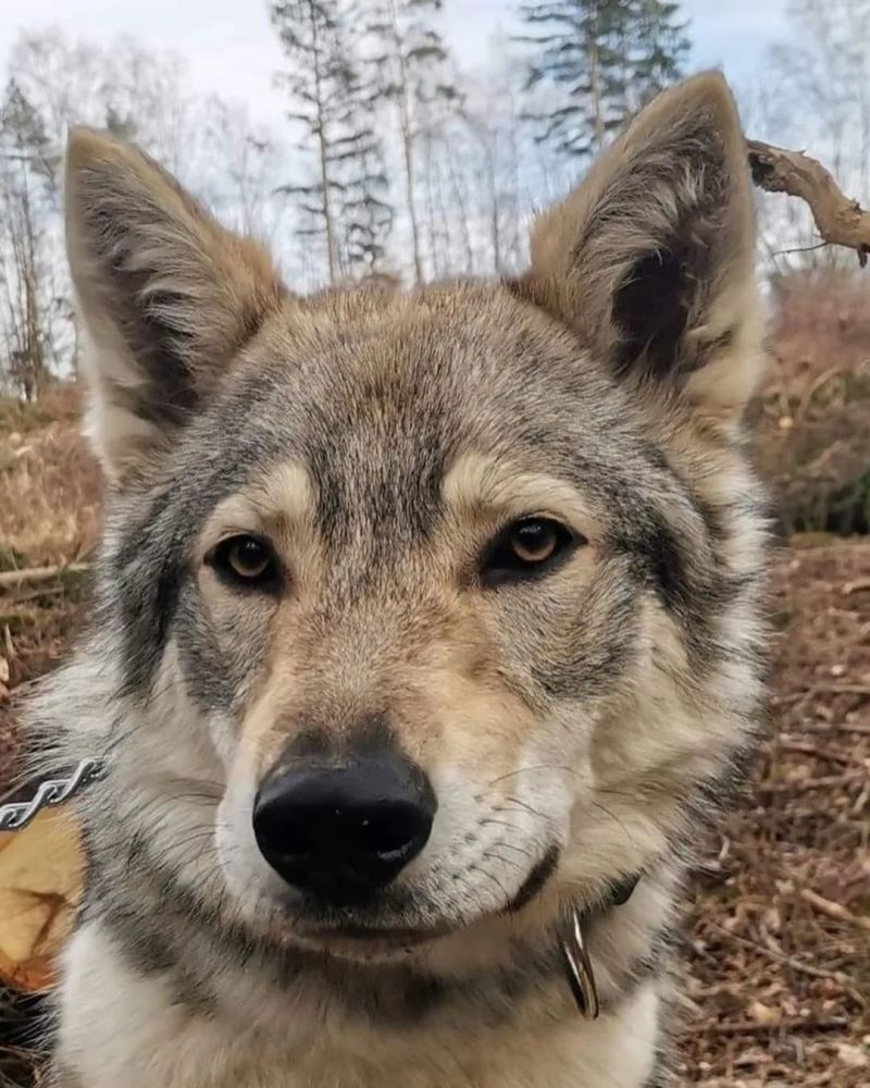 狼犬,捷克狼犬,德牧,小狼狗