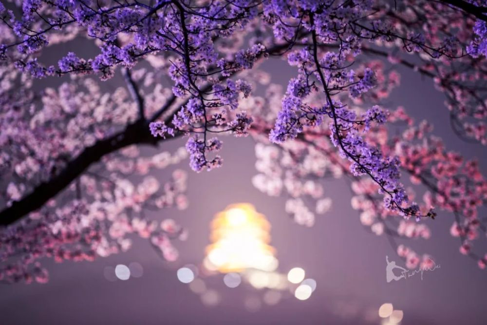 了那景中人 ▲小布朋友圈 如果说白天拍的樱花偏小清新 那夜晚的樱花