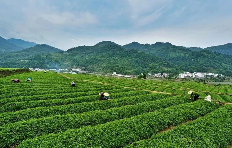 紫阳县茶园种植面积达24万亩,年产茶7538吨,茶叶综合产值43.4亿元.