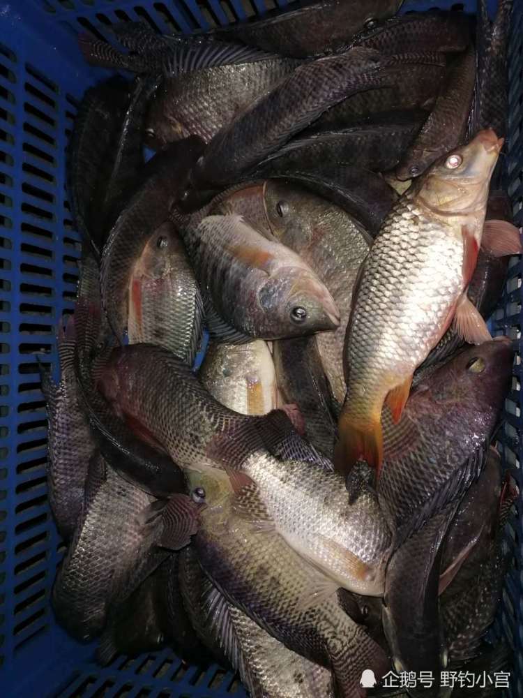 油菜籽饼这么做鱼饵,收获满满的