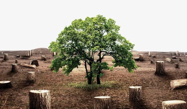 非法砍伐百年以上树龄的树木将被判刑