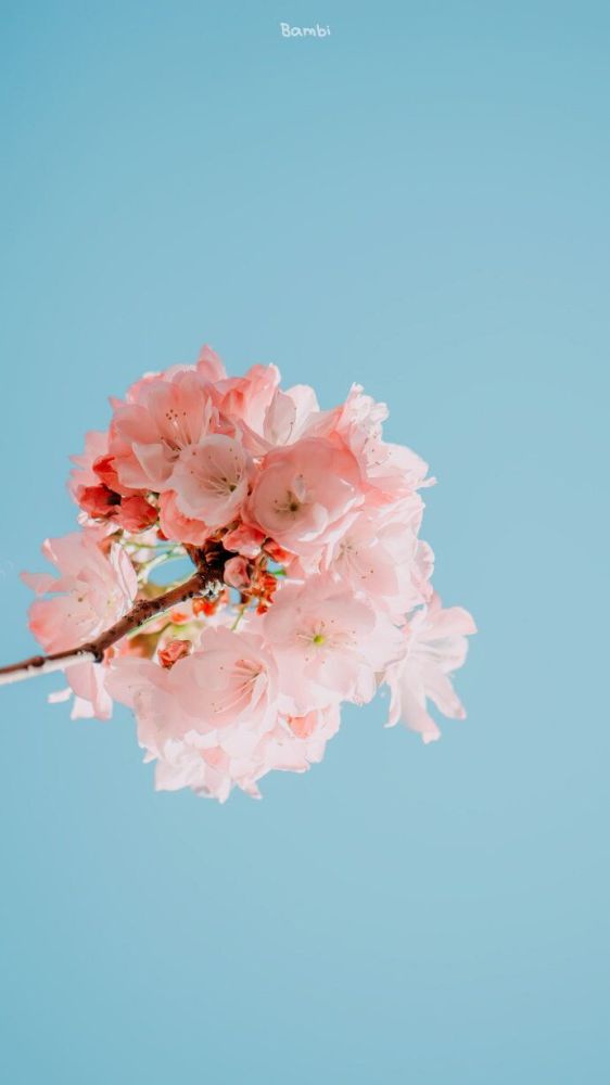 关于樱花的浪漫文案(二)