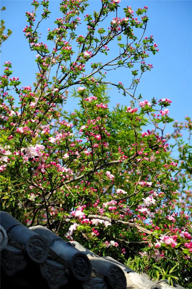 五龙潭樱花盛开,泉城济南整个春天都是浪漫的