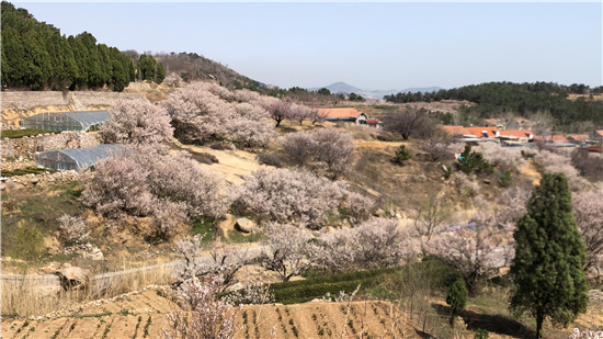 青岛市崂山区春风十里漫山樱花 百姓期盼丰收喜悦