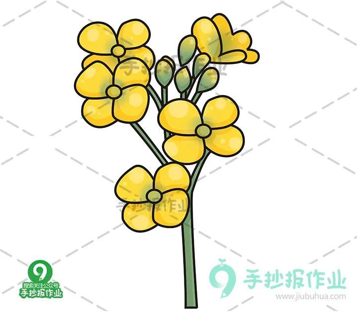 春天樱花简笔画 油菜花简笔画合集,美好春日,与樱花,油菜花来个约会!
