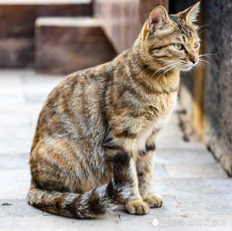 中华传统美猫"狸花猫"虽然不平易近人,但猫生只认一个