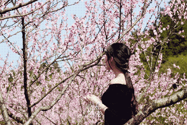 无论世事多么艰难,都不要放弃生命里的阳光.桃花开的惹人醉,只把人