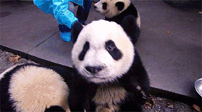 壁纸 大熊猫 动物 400_222 gif 动态图 动图