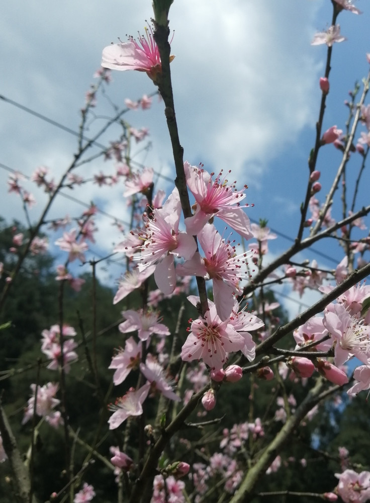 这里有三月的桃花和超级温柔的句子,借着春天温暖你