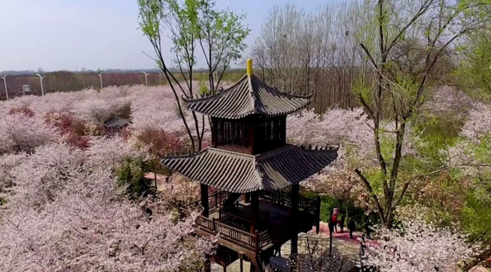 震撼!航拍唐韵大片:万棵樱花树争先开放宛如诗画!