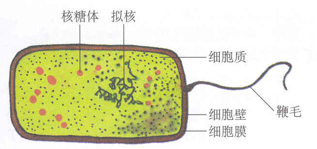 细菌细胞的核外dna,核糖体和内生孢子