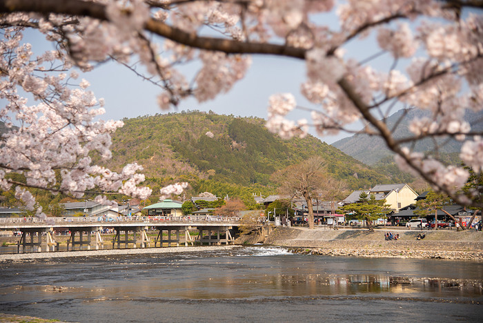 日本樱花,奈良公园